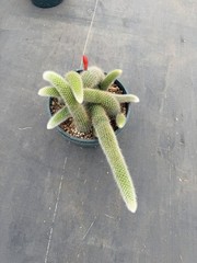 Monkey Tail Cactus Succulent Plant