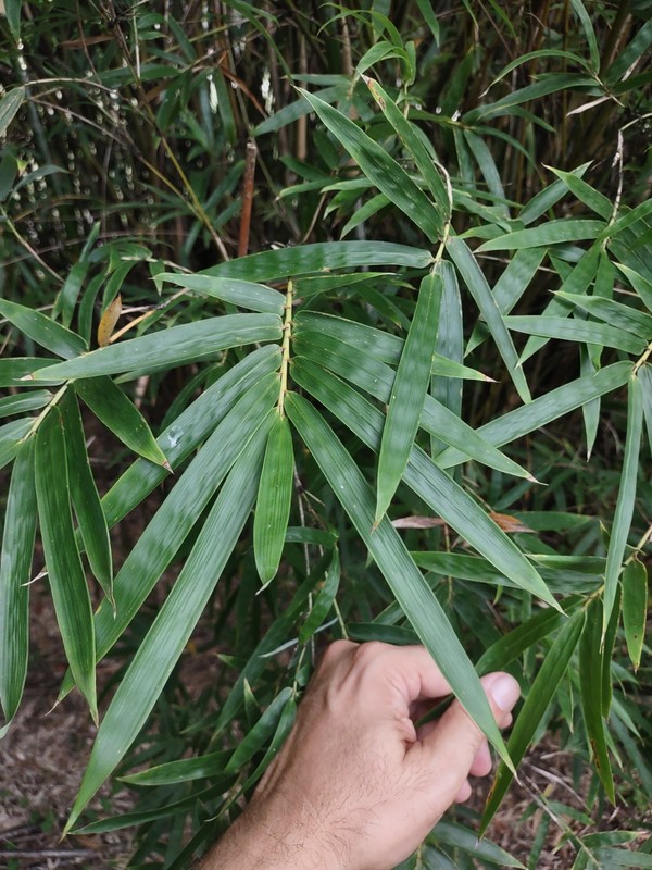 Bambusa multiplex - Green Hedge Clumping Bamboo - Start, One Rooted Cutting gallery