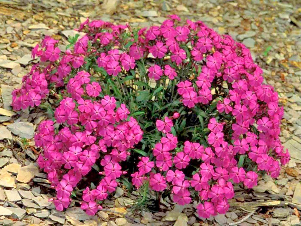 1000+CATCHFLY Flower Seeds None So Pretty Native Wildflower Patio Container Easy gallery