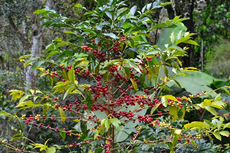 2lb/40lb - Peruvian – Specialty Grade – Premium Unroasted Green Coffee Beans gallery
