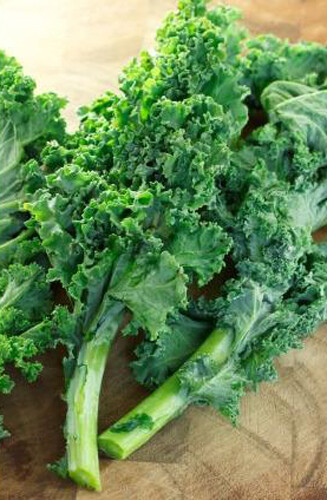 200+ Kale Seeds Dwarf Blue Curled Scotch Kale Vate Blue Curled Kale USA gallery
