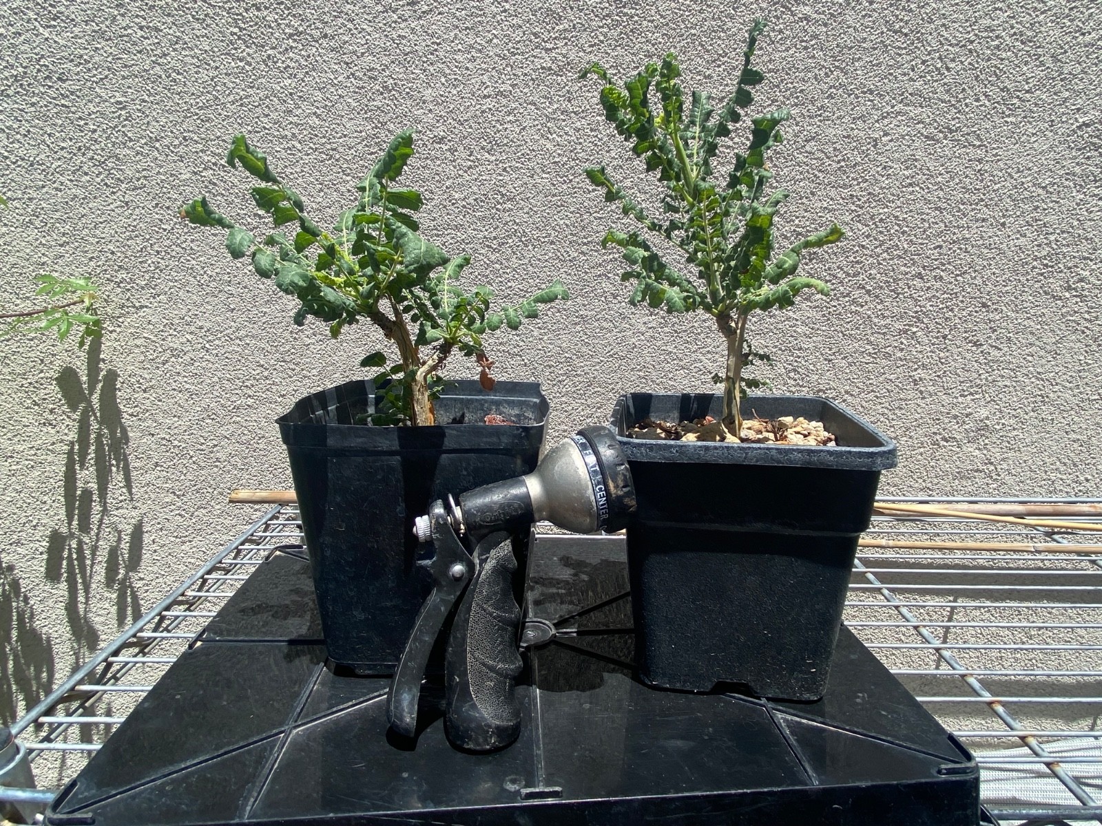 Sacred Frankincense Tree - Boswellia Sacra medicinal incense aromatic-oil plant gallery