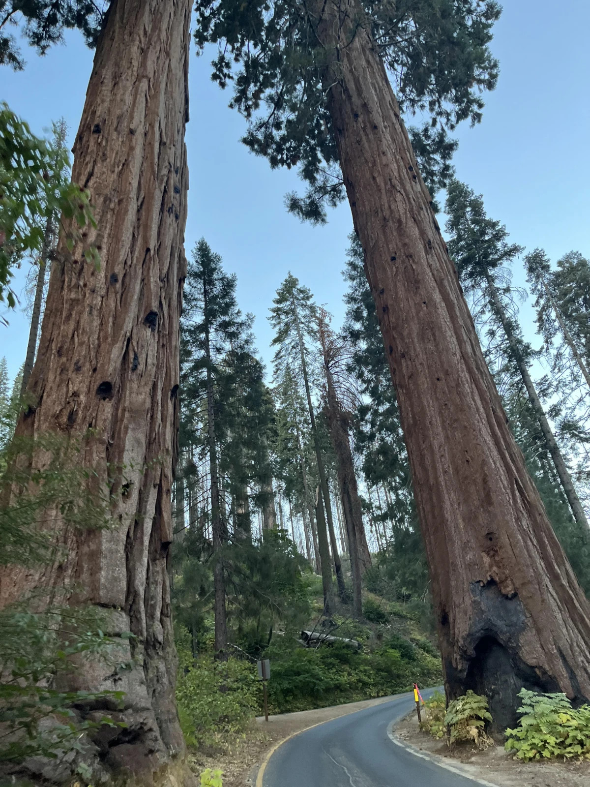Giant Sequoia Seeds (Sequoiadendron giganteum) – 50 Seeds – 2025 Harvest gallery