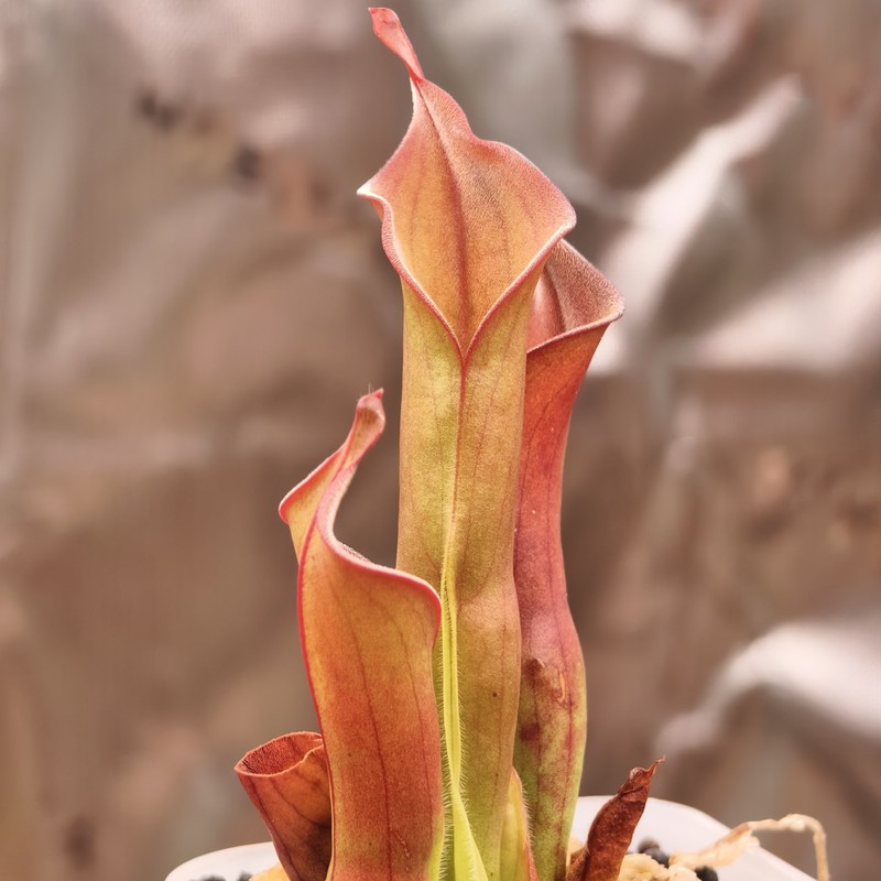 Heliamphora Neblinae Avispa -BCP gallery