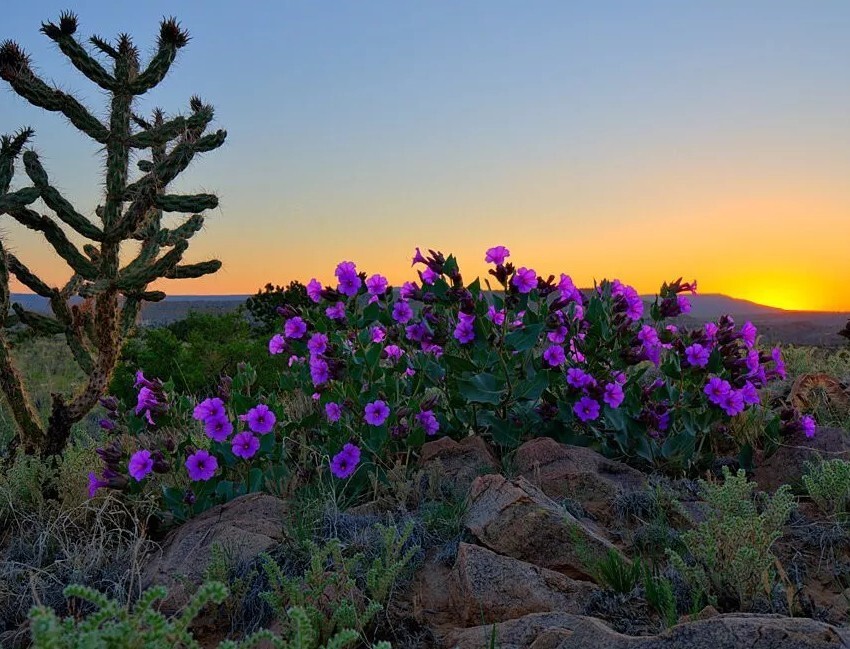 Native Wildflower Colorado or Desert Four O'clock Mirabilis multiflora Seeds gallery