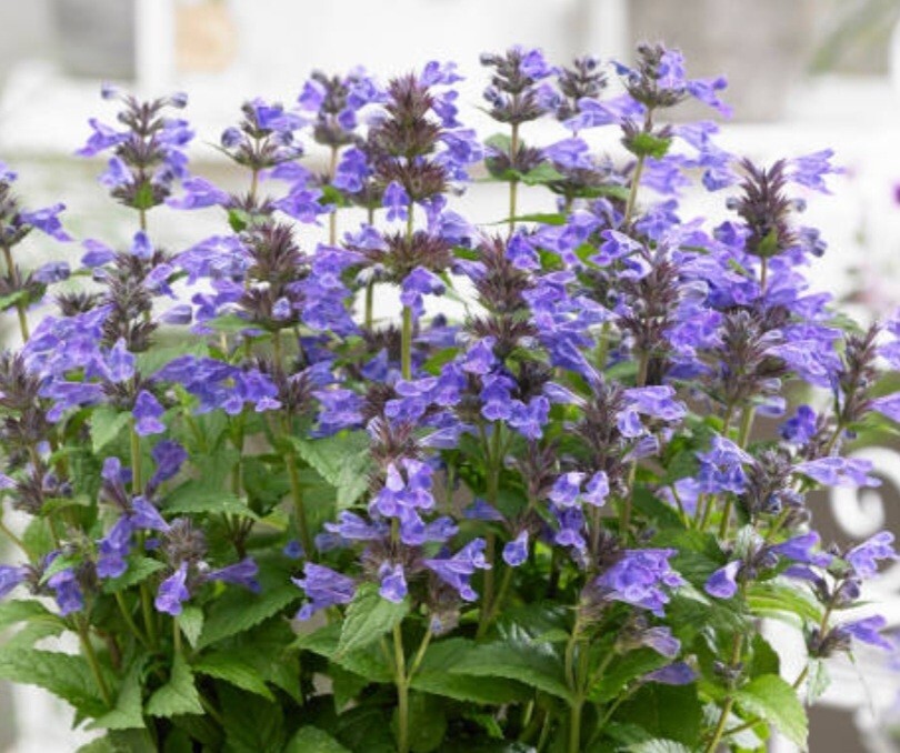 Catnip Seeds, Nepeta Cataria gallery