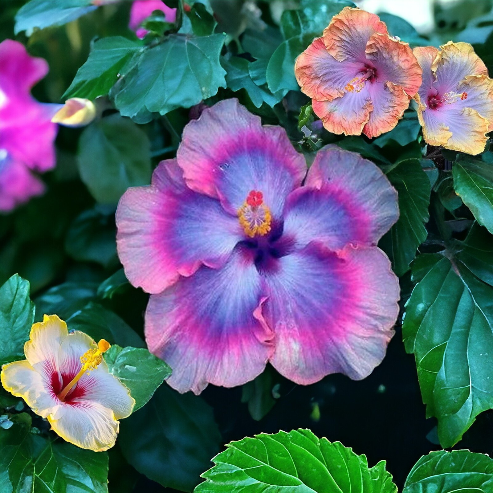 30pcs Multicolor Hibiscus Seeds - Rare Non-GMO Heirloom Variety for Your Garden gallery