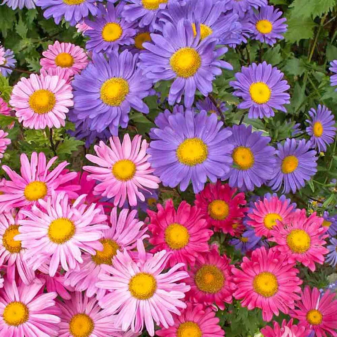 Single Mix China Aster Seeds, Beautiful Daisy Like, FREE SHIPPING gallery