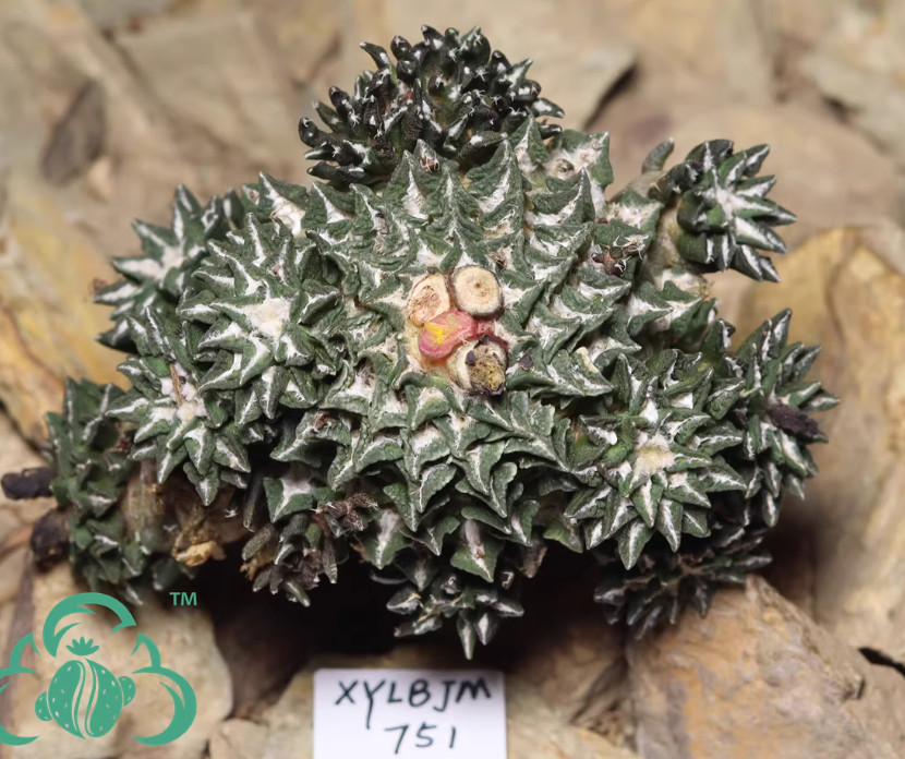 Clumping Ariocarpus kotschoubeyanus var. macdowellii 8cm Mother Plant# gallery