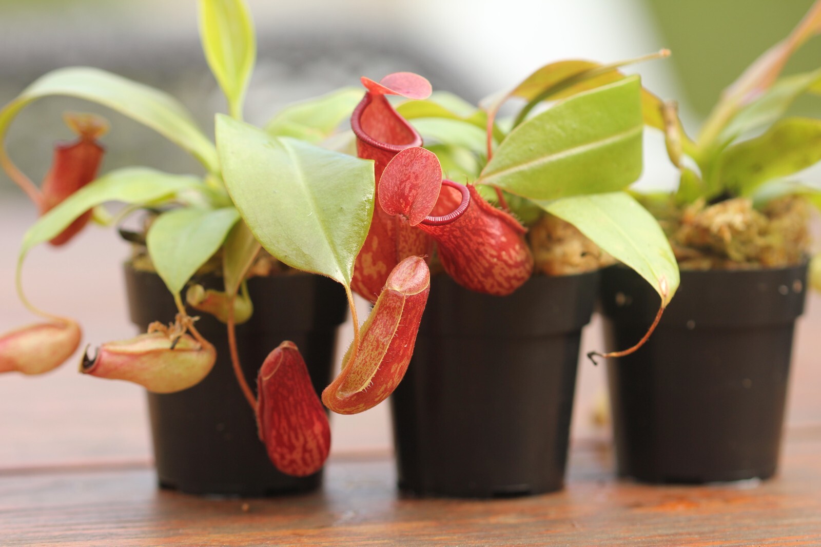 Nepenthes 'St Gaya' Pitcher Plant - LIVE Carnivorous - Small Beginner Friendly gallery