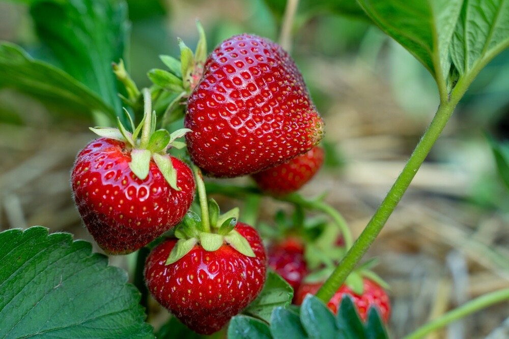 Cavenderish Strawberry Roots to Grow gallery