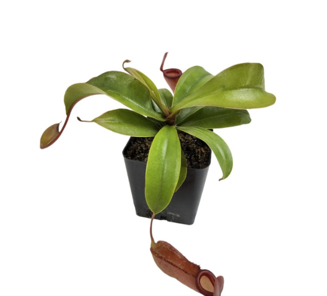 Lady Luck Pitcher Plant Live Carnivorous Tropical Houseplant in Pot gallery