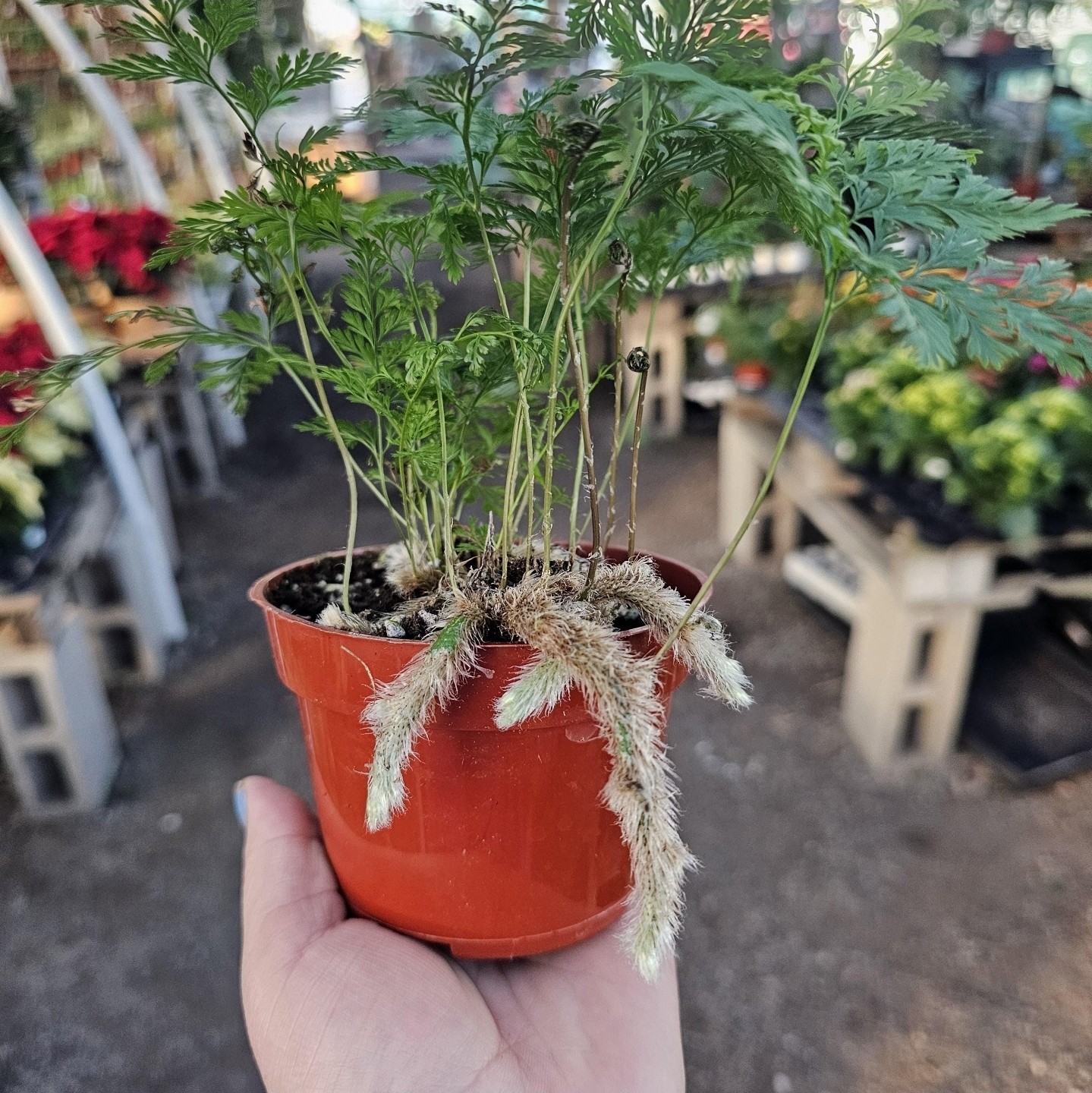 Rabbit's Foot Fern, Footed Rabbit 4 inch Pot, Davallia canariensis fejeensis, De gallery