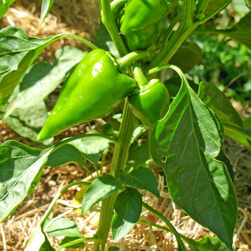 Pimento Pepper Seeds | Non-GMO | Free Shipping | Seed Store | 1019 gallery