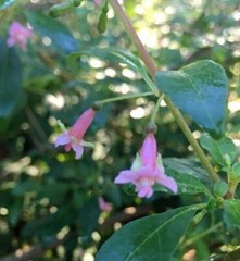 Fuchsia microphylla ssp. microphylla | Small Leaf Fuchsia | 10 Seeds