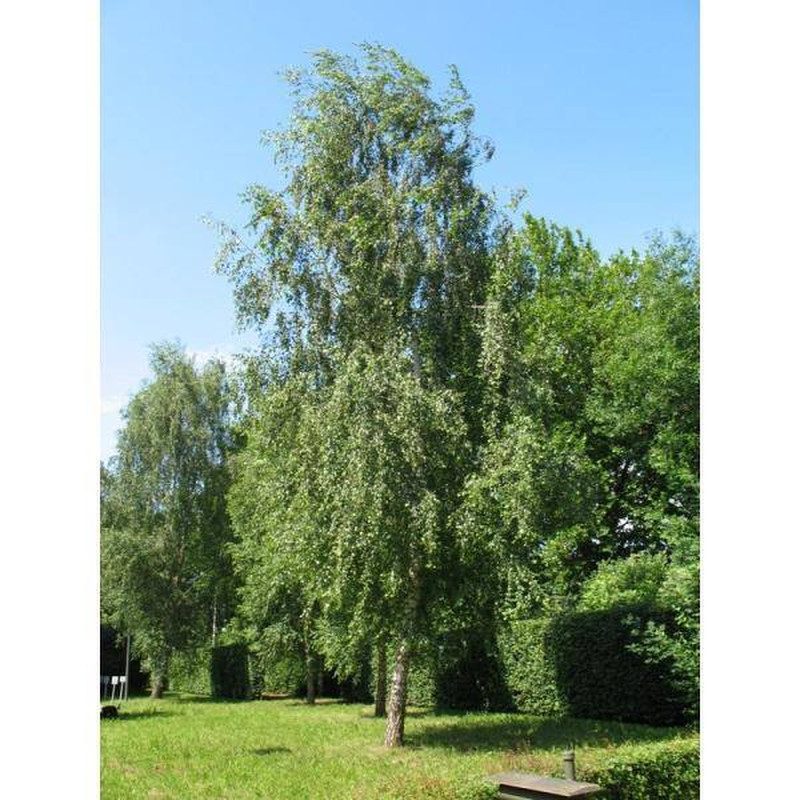 Weeping White Birch Tree Bare Root gallery
