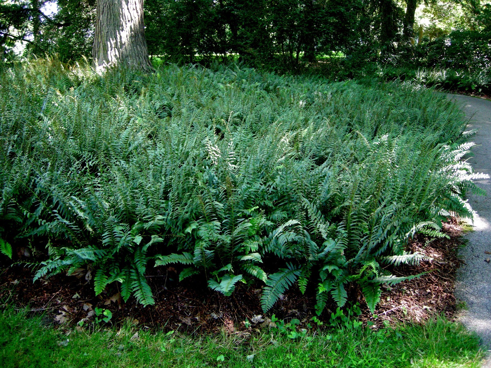 Christmas Fern 20 rhizomes (Polystichum Acrostichoides) gallery