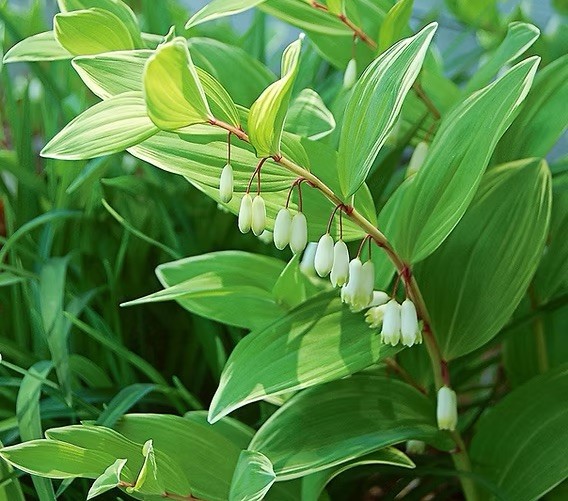 True Solomon Seal 10 Bare Live Roots (Polygonatum Biflorum) Native Wildflower gallery