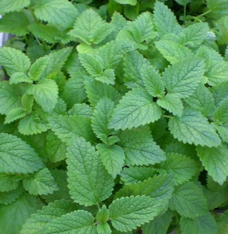 LEMON MINT * 150 SEEDS* MEDICINAL * HEALTHFUL * gallery