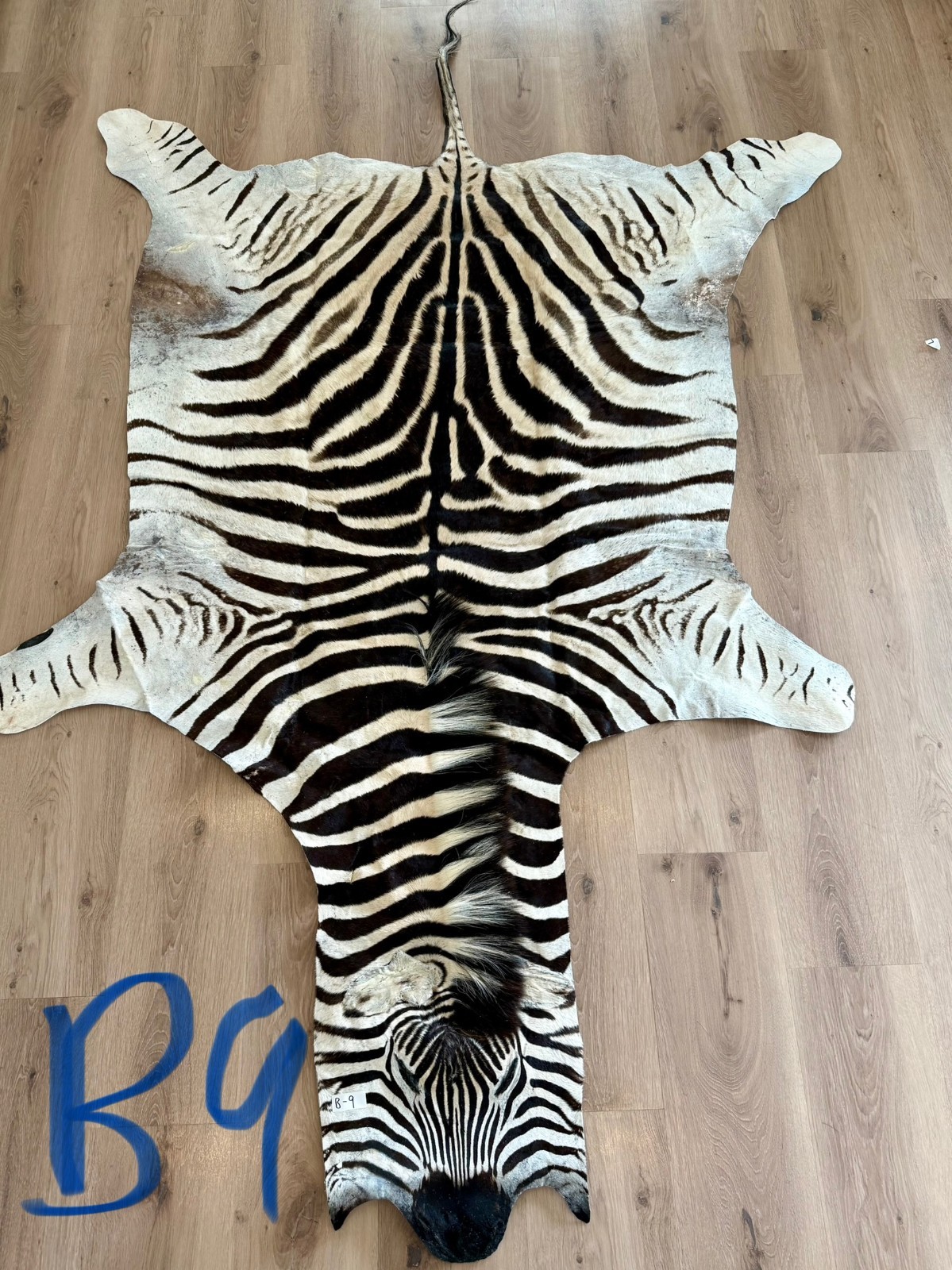 Zebra hide/ Zebra skin/ Zebra rug - South African Burchell 's Zebra (B9) gallery