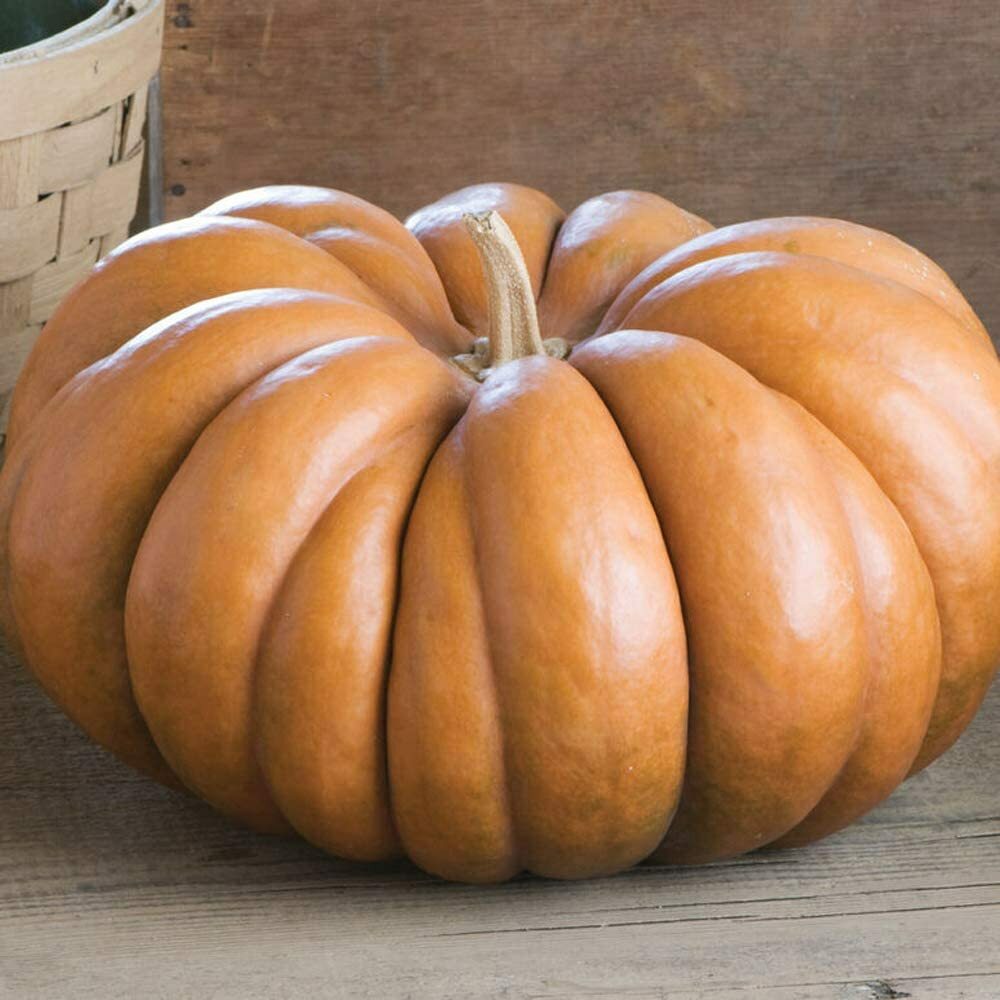 Fairytale Pumpkin Seeds | Musquee de Provence | Heirloom | Free Shipping | 1079 gallery