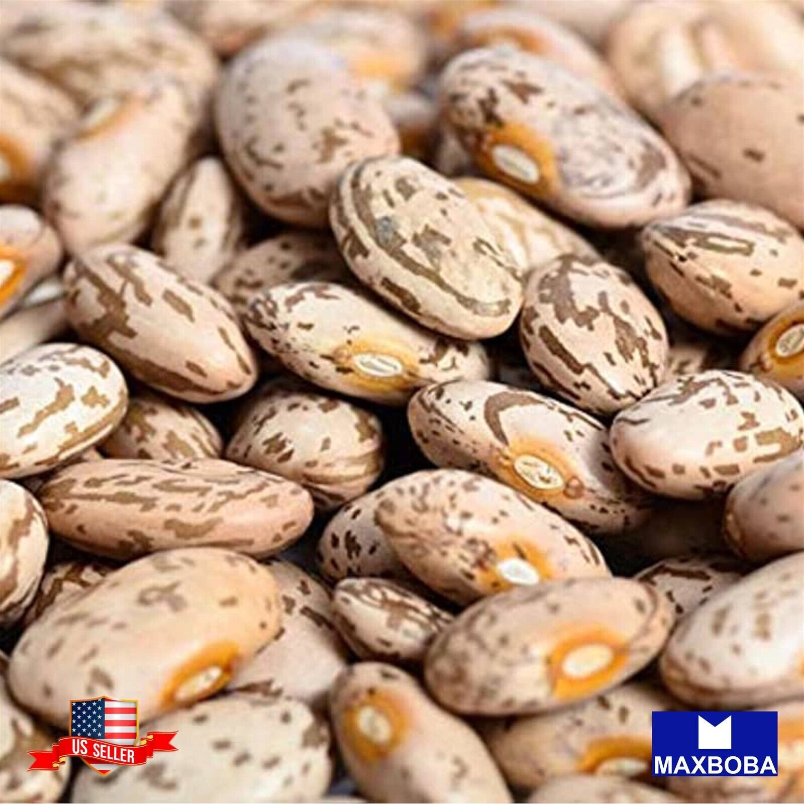 Bean Seeds Shell Pinto Non-GMO Heirloom Vegetable gallery