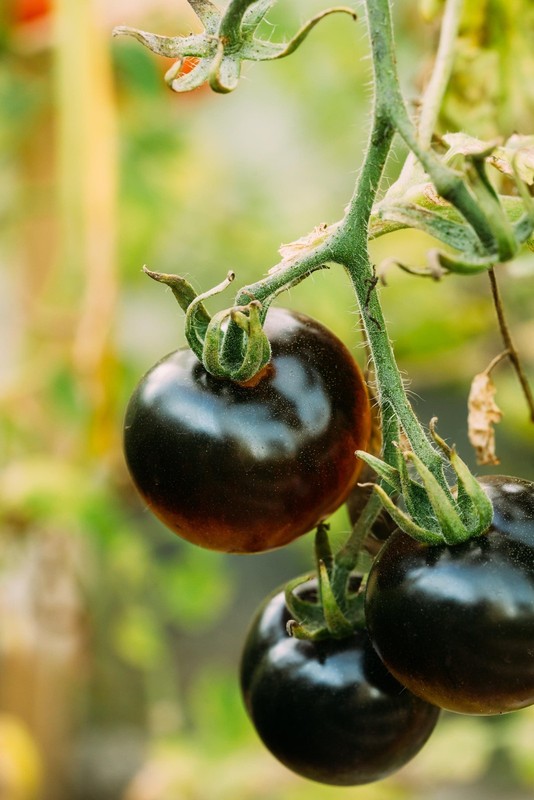 Black Beauty, Tomato gallery