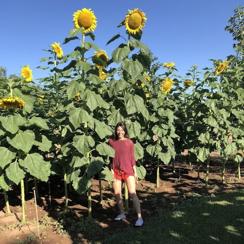 25+ SUNFLOWER SEEDS - STRIPED - SUPER TALL - GIANT - RARE --- HEIRLOOM - NON GMO gallery