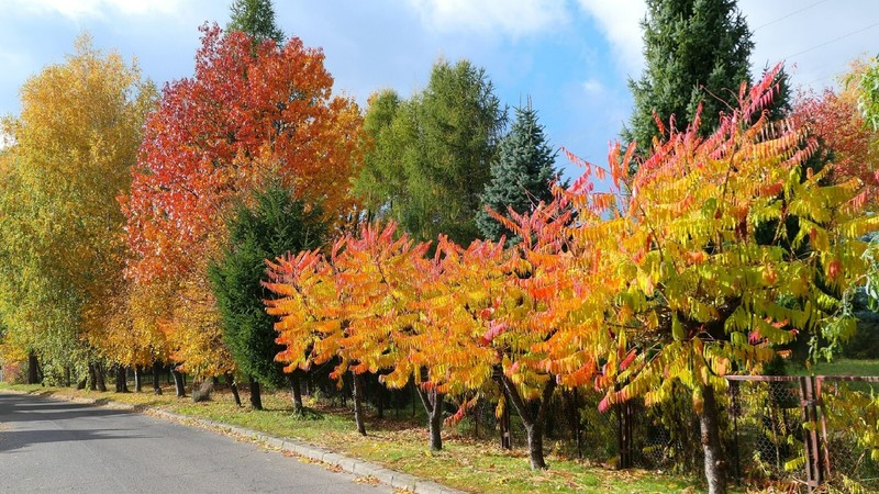 Dwarf Flameleaf Sumac Vibrant Ornamental 30+ seeds Free Shipping! gallery