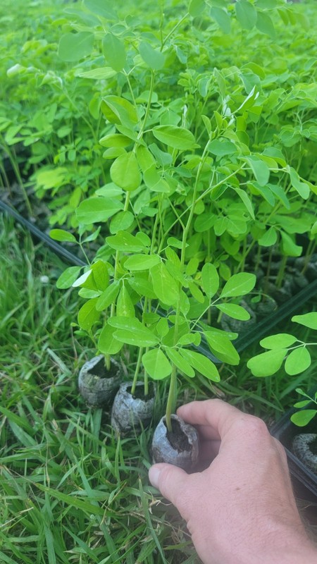 Moringa Tree Live Plants – 3 Pack Organic Moringa Oleifera Drumstick Seedlings gallery