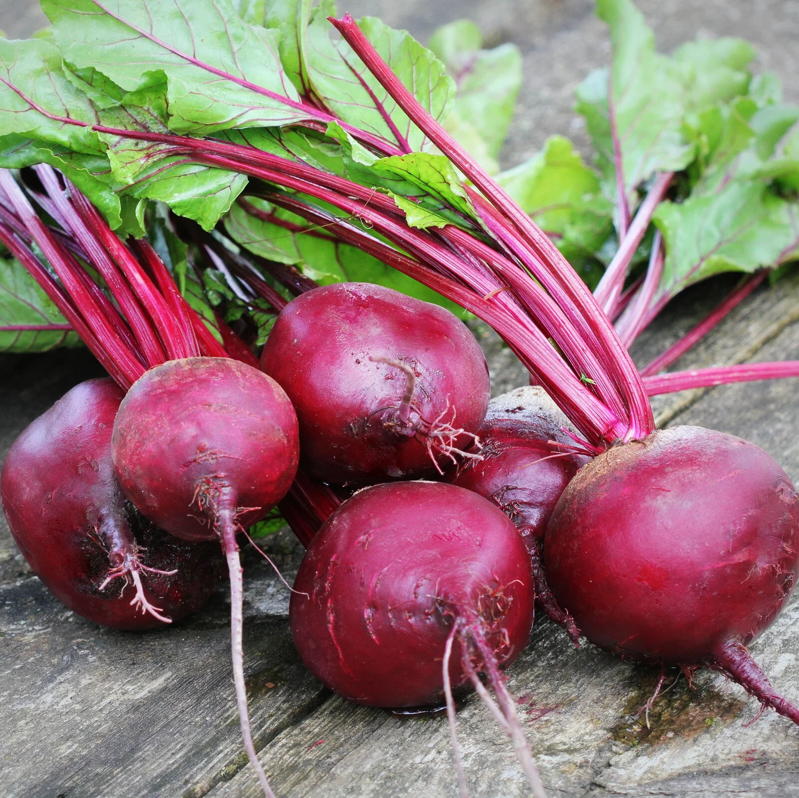 400+ Seeds Beetroot Detroit Dark Red Beet(Beta vulgaris) Vegetable Free Ship #20 gallery