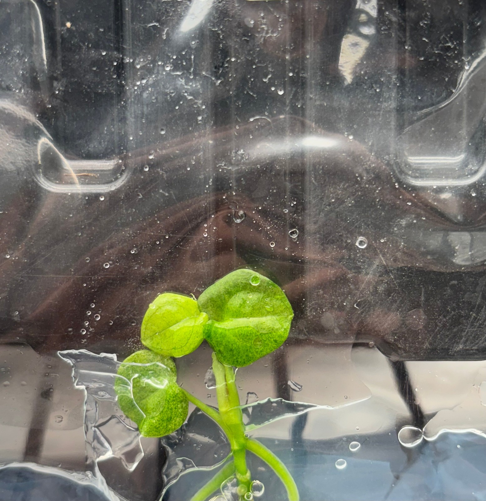 Anthurium dark phoenix variegated - ships in 3-4 weeks tissue culture gallery