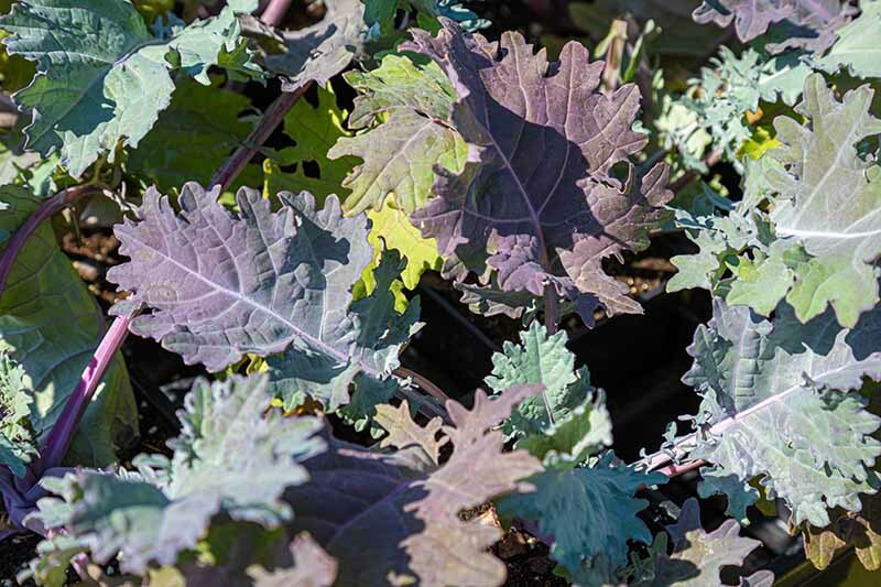 RED RUSSIAN KALE NON-GMO HEIRLOOM great for juicing and sauté! VERY NUTRITIOUS!! gallery