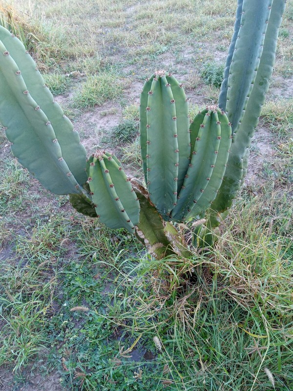 PERUVIAN APPLE CACTUS (Cereus peruvianus ) CUTTING 14 -17 "tall gallery