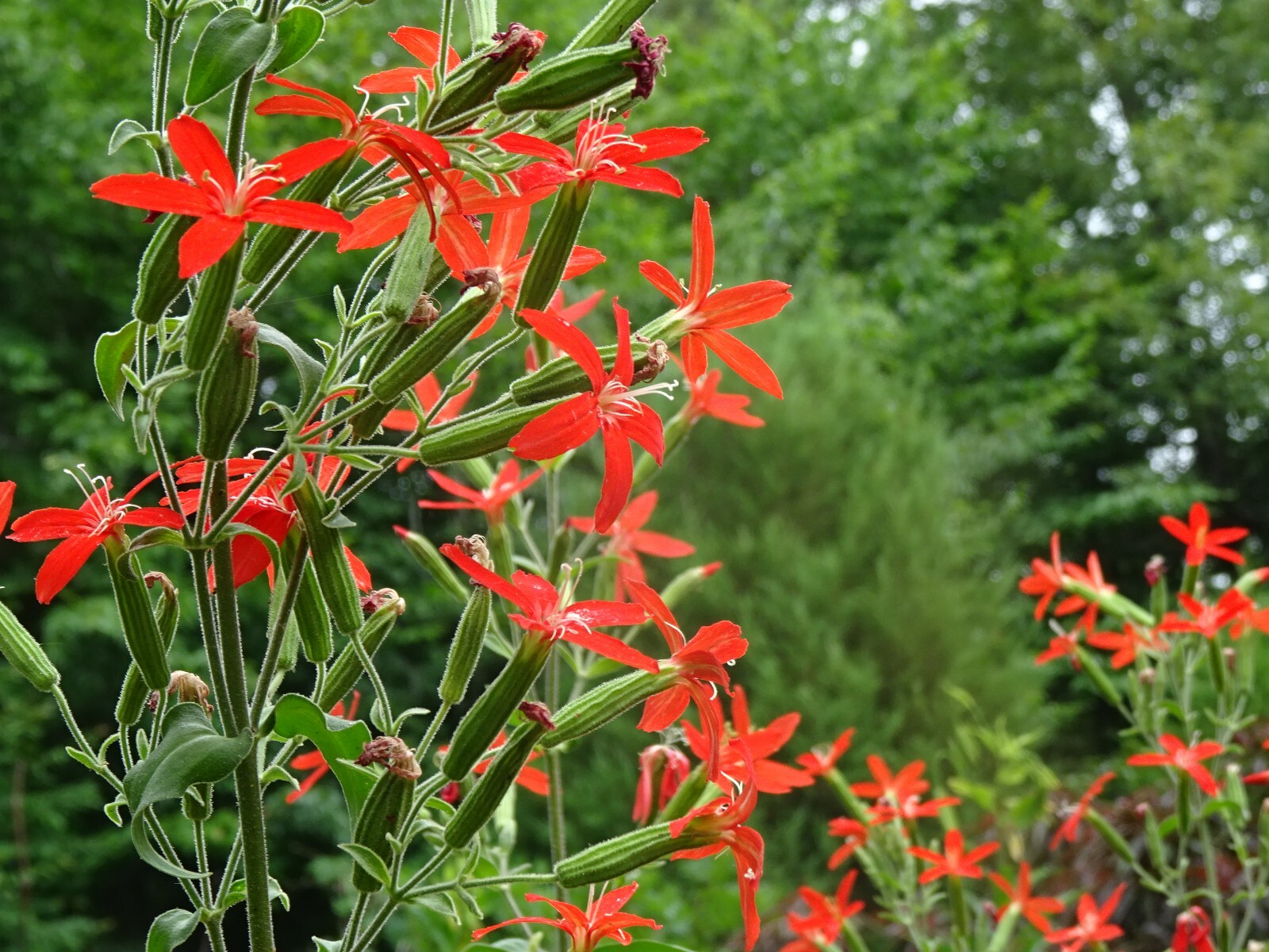 Royal catchfly Silene regia Native Perennial 20 seeds from 2024 for Hummingbirds gallery