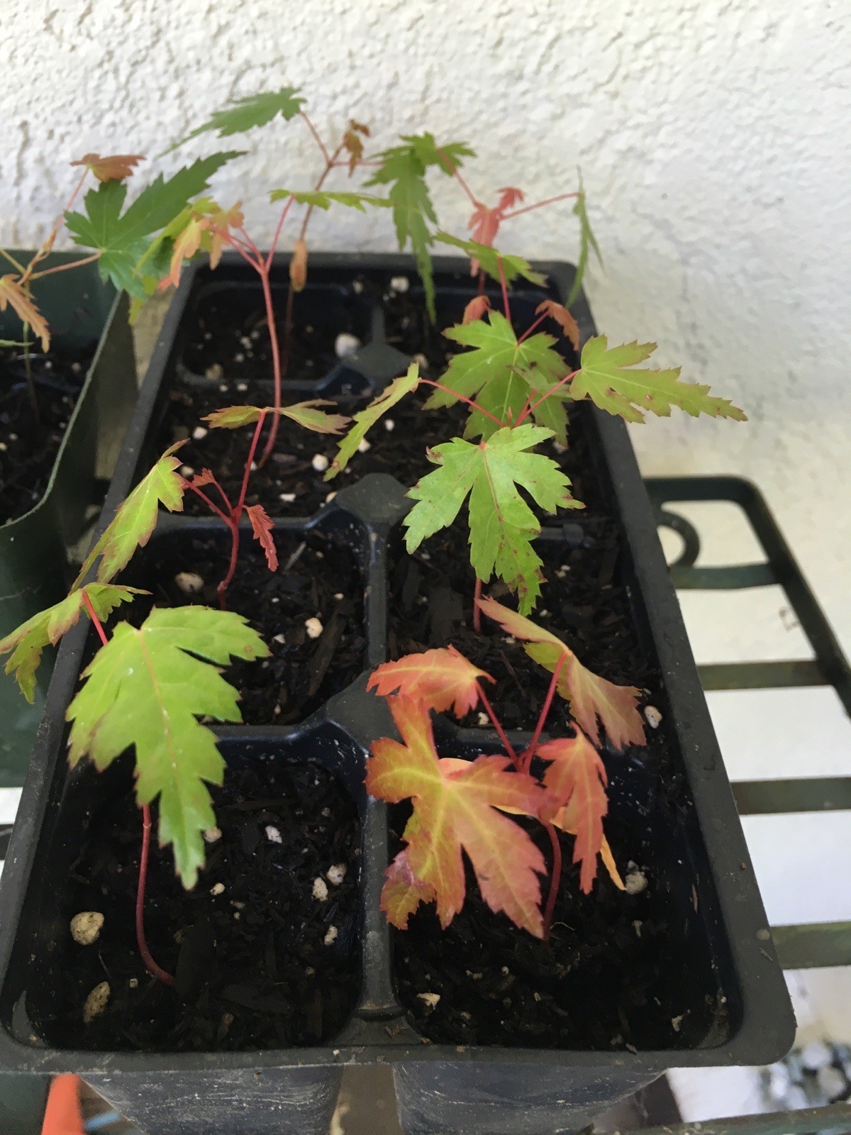 A Dozen 1 "-2" Pre Bonsai Japanese Maple Seedlings Acer Palmatum gallery
