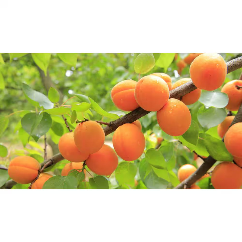 Dwarf Blenheim Apricot Tree (Bare-Root, 3 ft. to 4 ft Tall, 2-Years Old) gallery