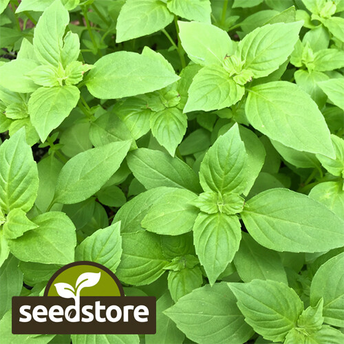 Lemon Basil Seeds | Heirloom / Non-GMO | Free Shipping | Seed Store | 1129 gallery