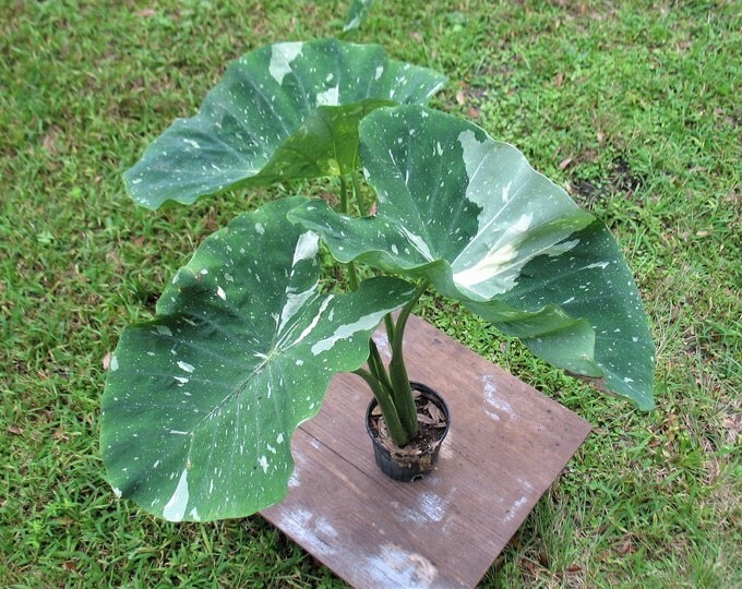 Ele Paio - Milky Way Colocasia / Elephant Ear - 1 Gallon Plant - Rare gallery