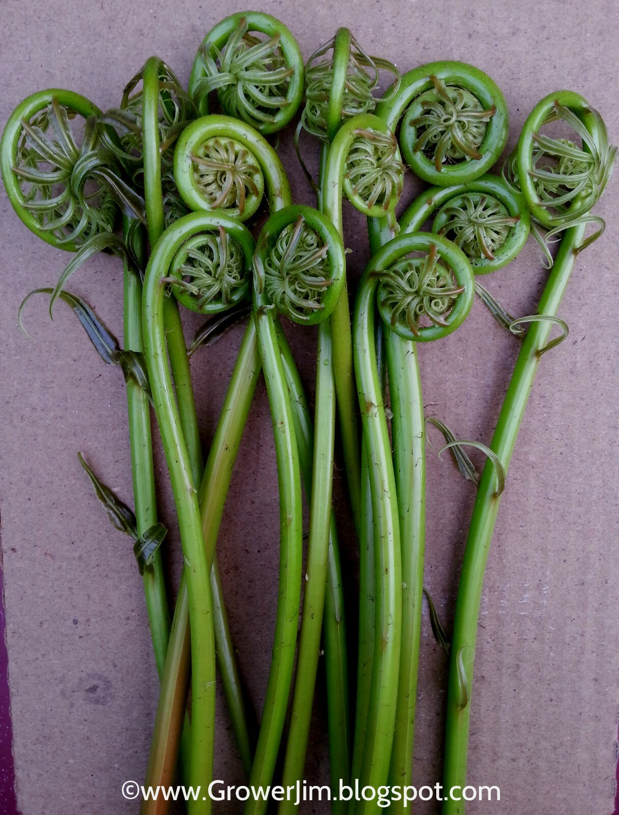 Stenochlaena tenuifolia - edible Giant vine fern rhizome/plant gallery