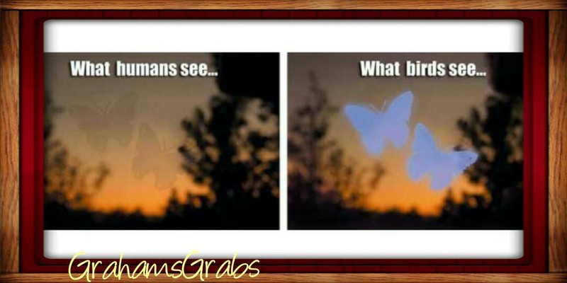 WINDOW ALERT ANTI-COLLISION CLINGS BUTTERFLY DECALS PREVENT WINDOW STRIKES gallery