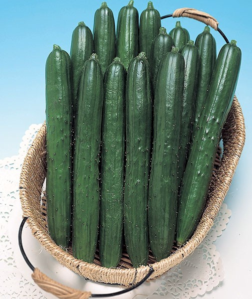 100+ Southern Delight Cucumber Seeds -- Japanese -- Large Yields----------- RARE gallery
