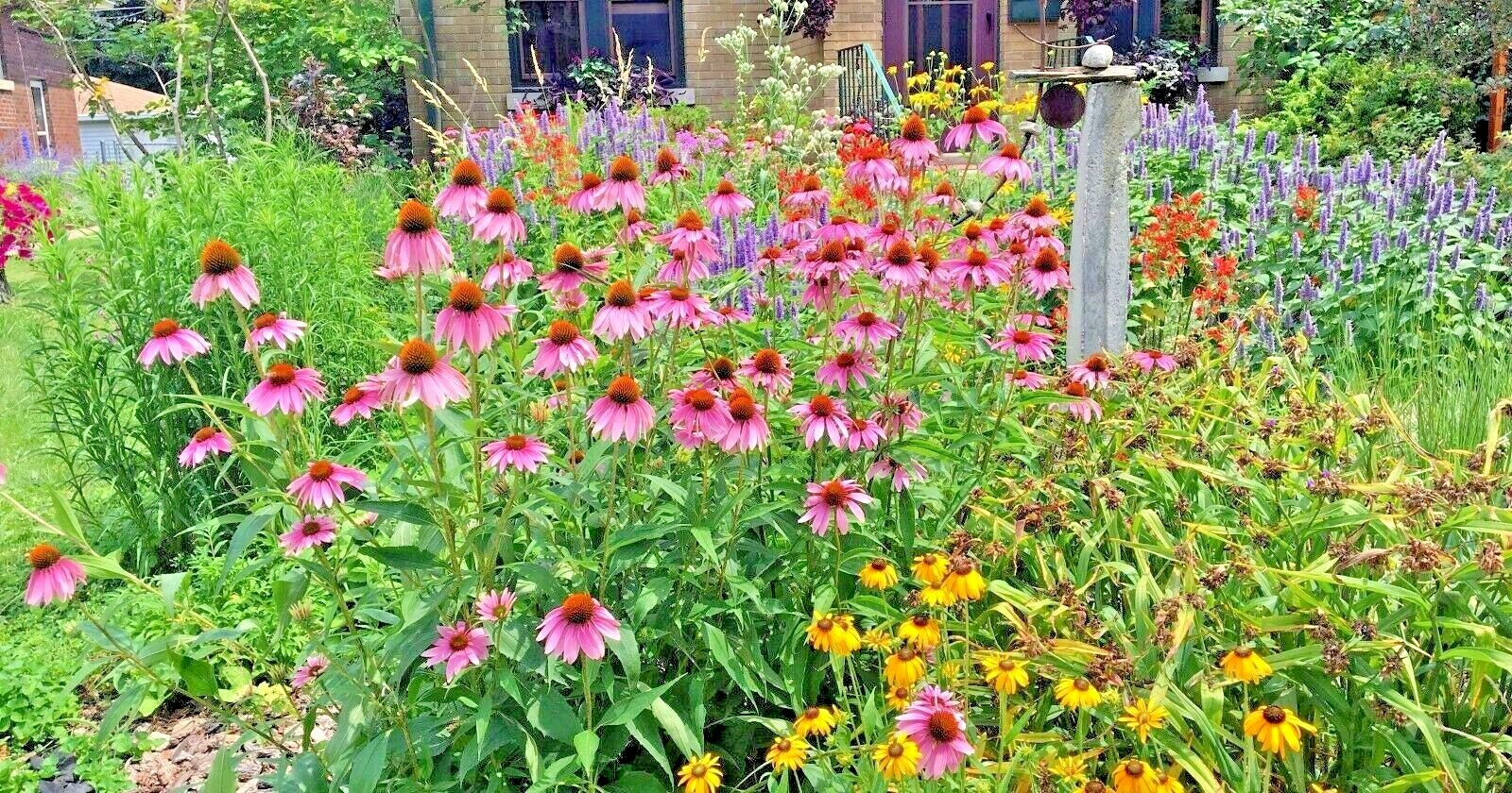 2001+NATIVE PERENNIAL WILDFLOWER Mix Seeds 17 Varieties Pollinators Cut Flowers gallery