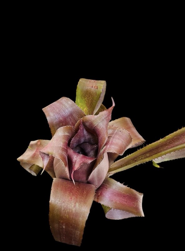 Aechmea bromeliifolia ‘Rubra’ – Rare Collector Bromeliad Offset Plant gallery