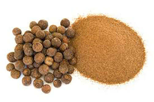 Carolina Allspice Seeds (20) / ORGANIC / FLORIDA GROWN / SEASONING gallery