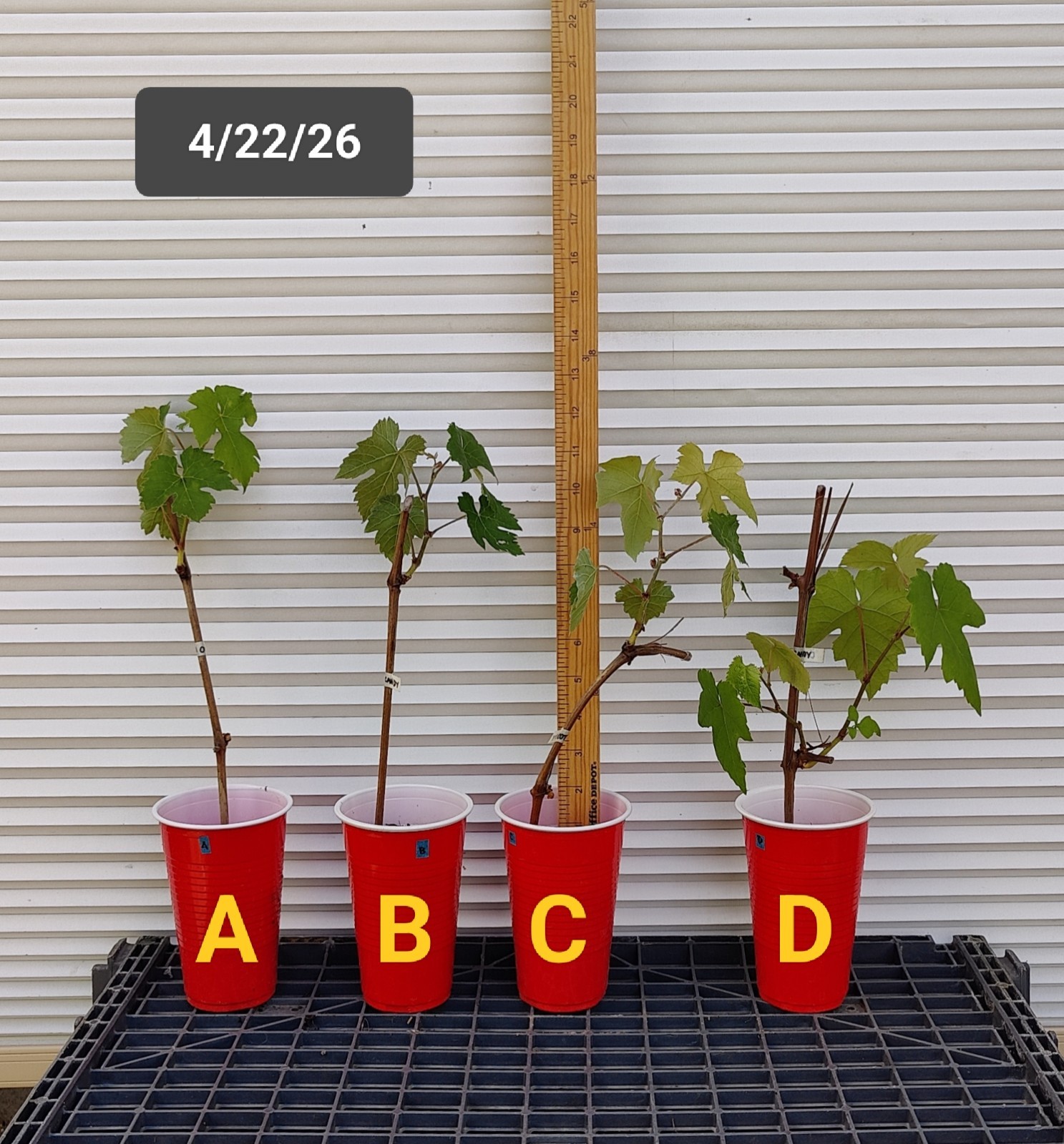 1 (One) Live "COTTON CANDY" GRAPE PLANT ROOTED about 7-18" tall. gallery
