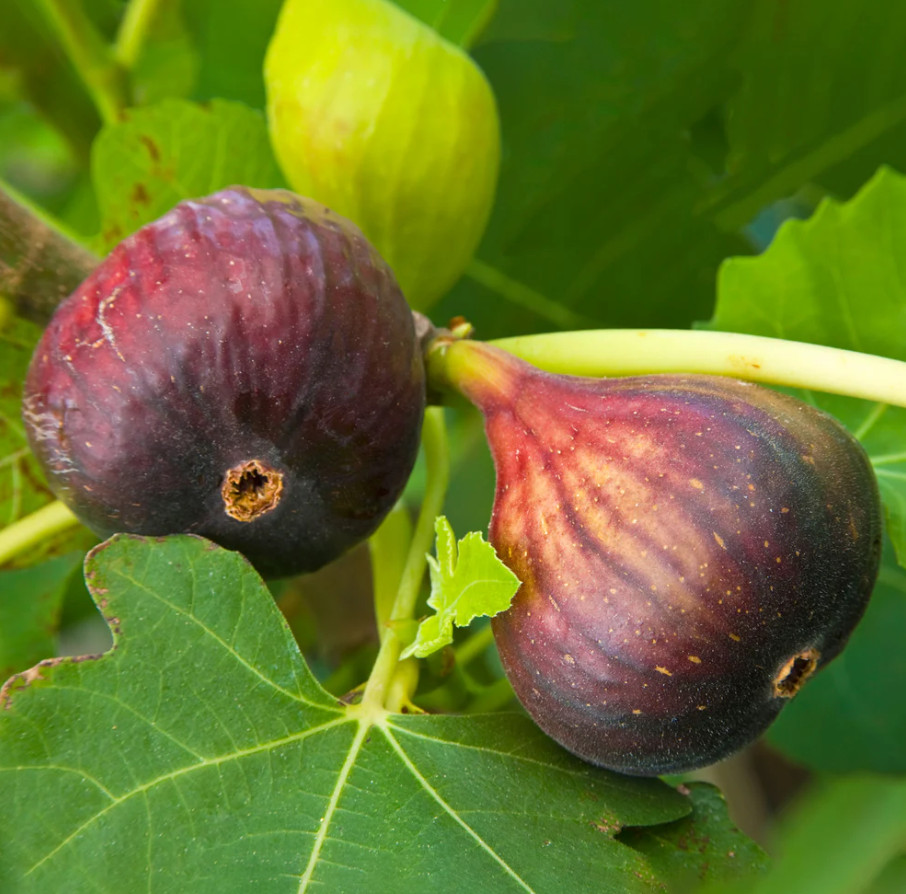 3 Brown Turkey Fig Tree – Live Starter Plants 4-6" Tall – Plant Rooted – No Pot