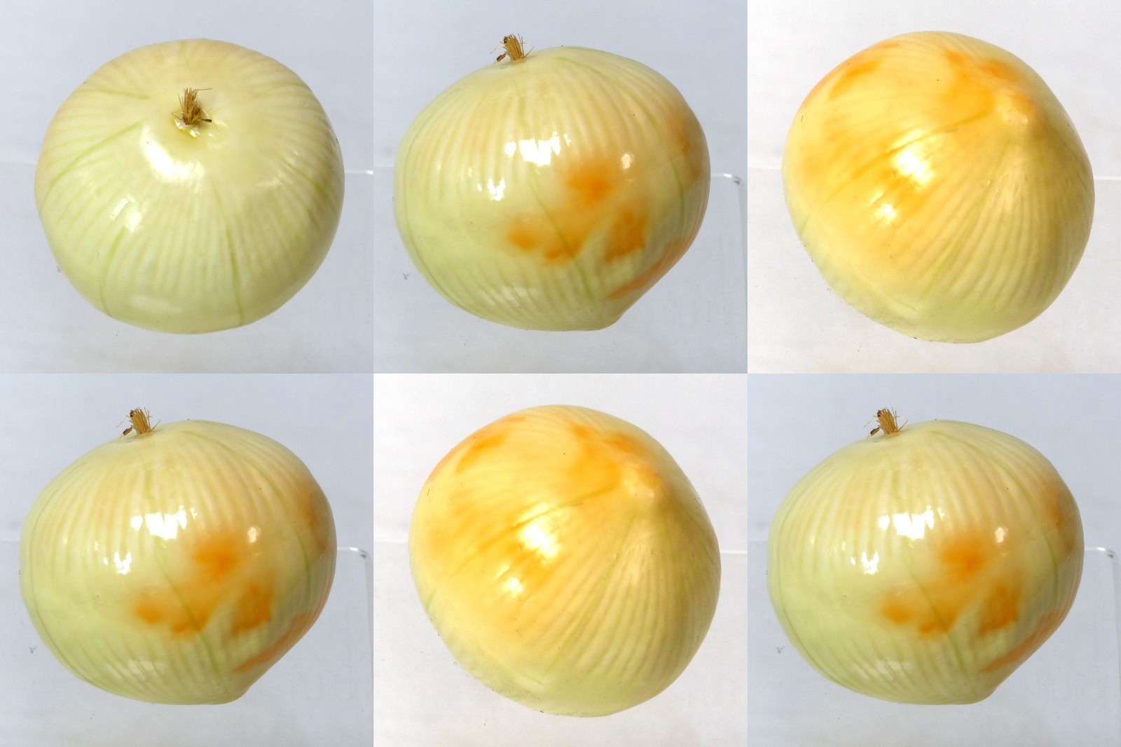 SEE PICS! 6-pack Artificial Onion White Vegetable Fake Vegetables Cebolla LOT gallery