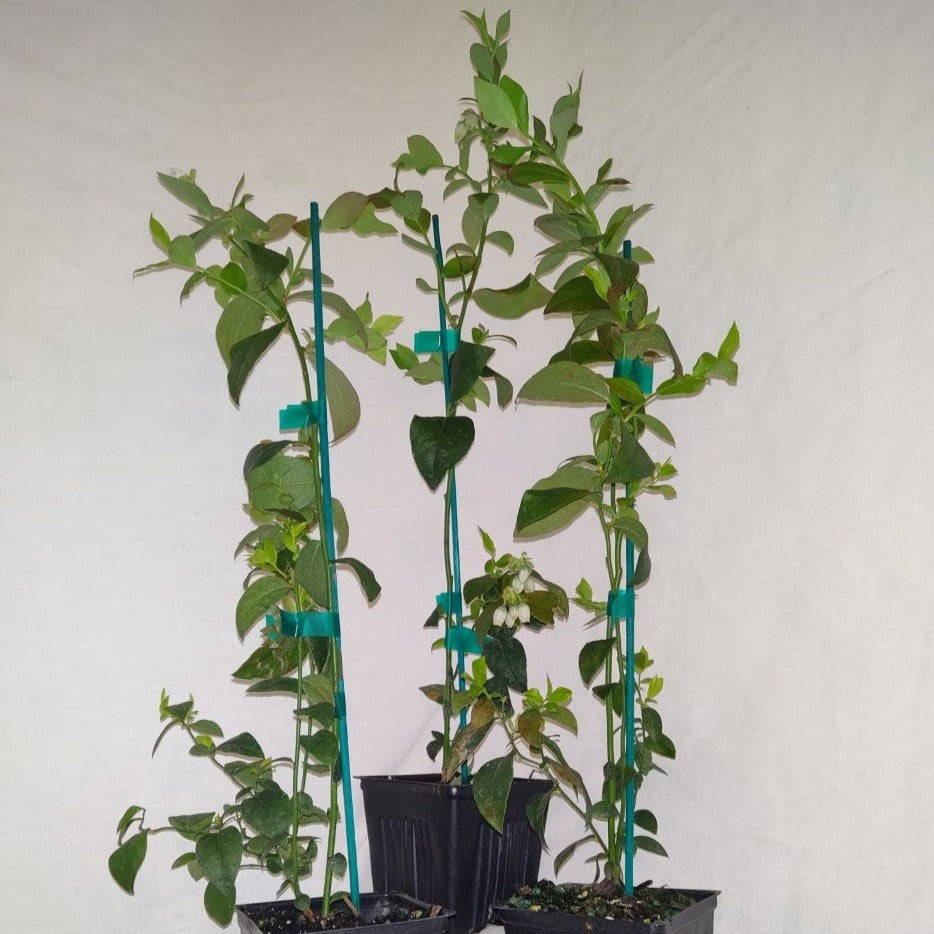 Blueberry Bonus Live Plant Extra Large Fruit Highbush Bush gallery