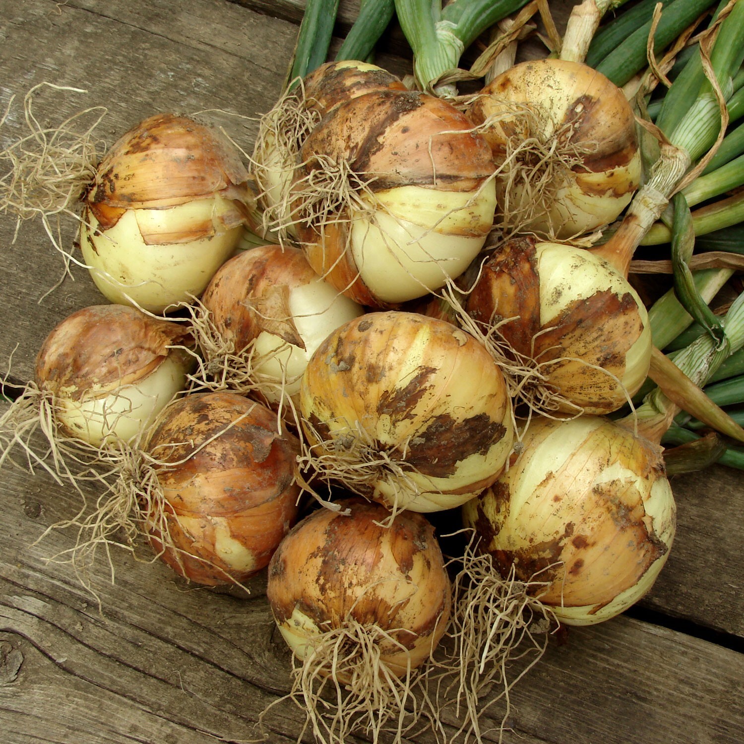 Yellow Onion Sets - Grown Naturally, Non-GMO 8 oz. (40+Bulbs) Shipping Now gallery